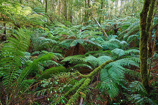 树林,蕨类,树,奥特韦国家公园,维多利亚,澳大利亚,大洋洲