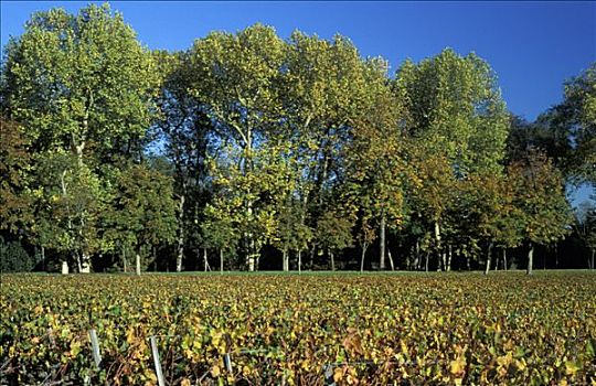 法国,葡萄园,玛尔戈红葡萄酒,后面