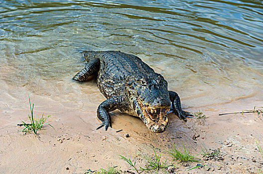 宽吻鳄,潘塔纳尔,世界遗产,南马托格罗索州,巴西,南美