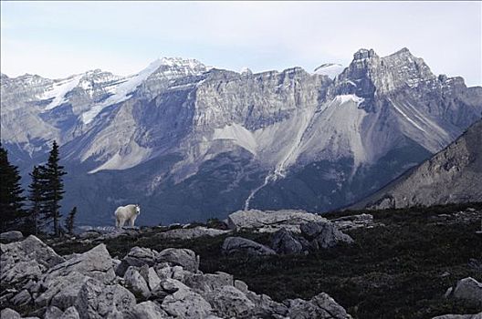 石山羊,雪羊,落基山,风景,幽鹤国家公园,加拿大