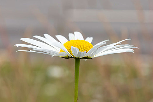 牛眼菊,花,特写