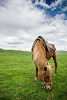 草原与马