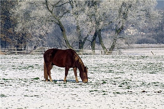 马,雪,冬天
