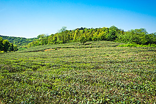 绿色茶园,种植山