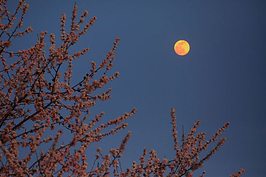 花好月圆夜