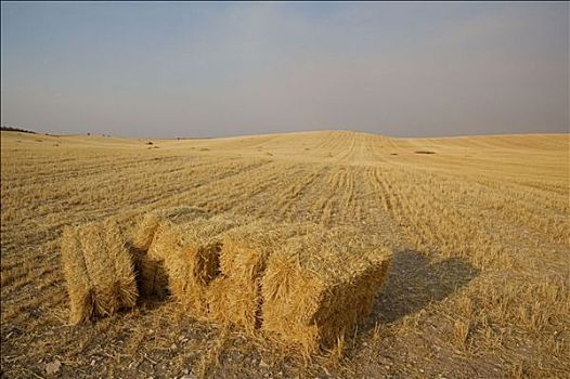 麦田,稻草捆,托莱多省,西班牙