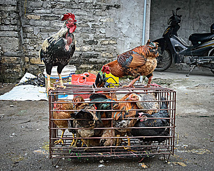 越南,鸡,笼子