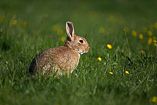 欧洲兔,野生,兔子,兔豚鼠属,黄花,诺曼底