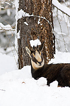 岩羚羊,臆羚,早,冬天,大雪,大帕拉迪索国家公园,意大利