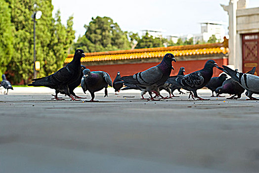 中国北京地坛广场上的鸽子