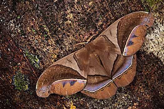 蛾子,蚕蛾,国家公园,亚马逊雨林,厄瓜多尔