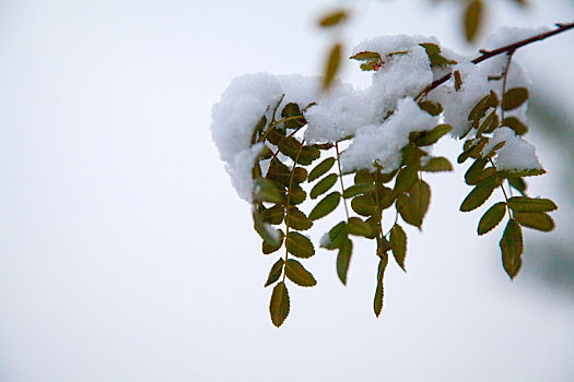 瑞雪压枝