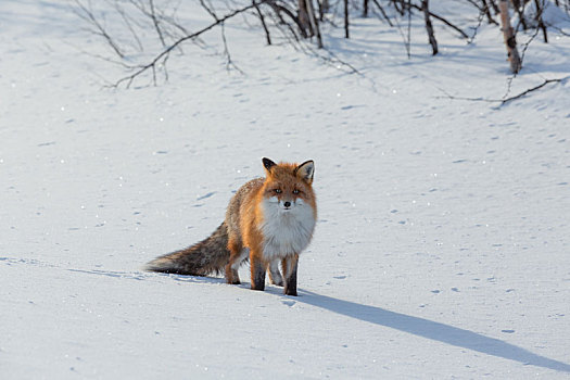 孤单,狐狸,走,雪,冬天