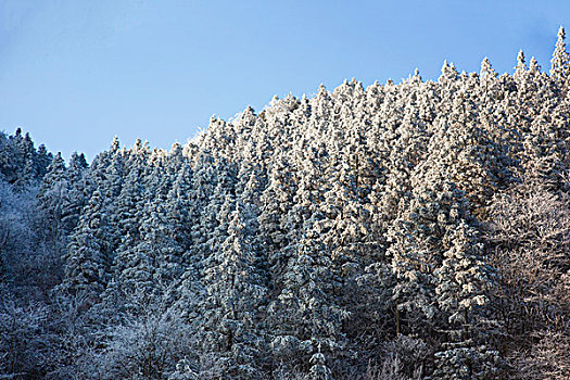 阳明山风光