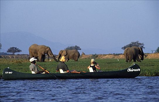 挨着,大象,赞比西河,独木舟,津巴布韦