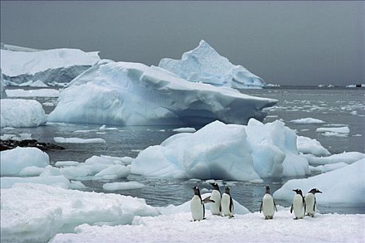 巴布亚企鹅,群,冰山,岛屿,南极半岛,南极