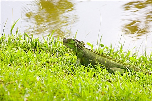 绿鬣蜥,草丛,湖