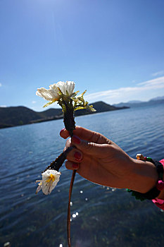 泸沽湖水性杨花