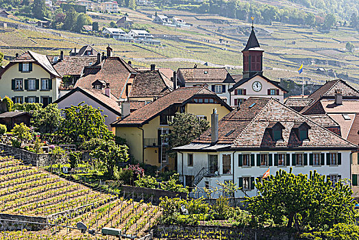 葡萄酒,梯田,酒村,拉沃,靠近,洛桑,沃州,西部,瑞士
