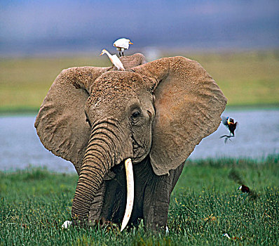 非洲象,牛背鹭,肯尼亚