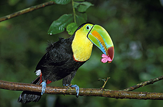 巨嘴鸟,成年,吃,花,哥斯达黎加