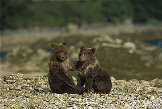 大灰熊,棕熊,6-8岁,老,卡特麦国家公园,阿拉斯加