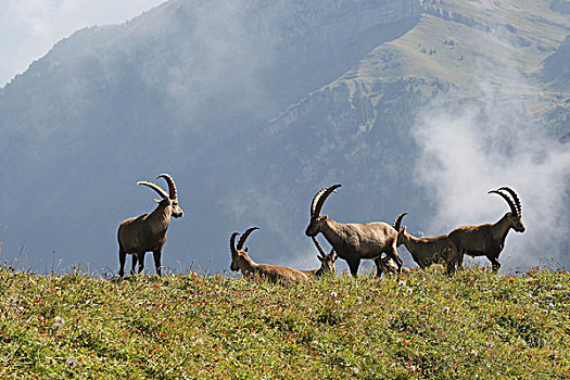 阿尔卑斯野山羊,羱羊,吐根堡,瑞士,欧洲