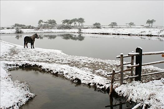 湿地,雪,岸边