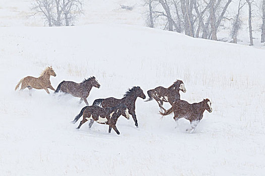 牧群,马,雪,风景