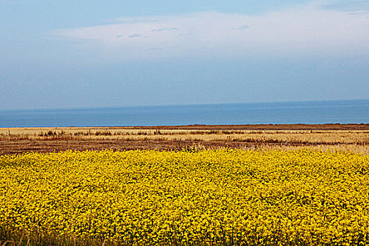 油菜花