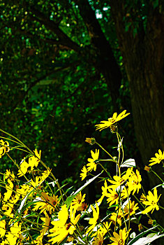 森林里的野菊花