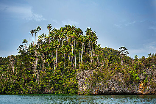 树林,石灰石,悬崖,海峡,四王群岛,西新几内亚,印度尼西亚,亚洲