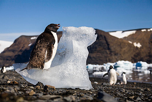 幼兽,阿德利企鹅,吃,冰,岛屿,威德尔海,南极