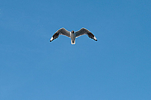 海鸥,飞,空中,湖,山脉,阿根廷