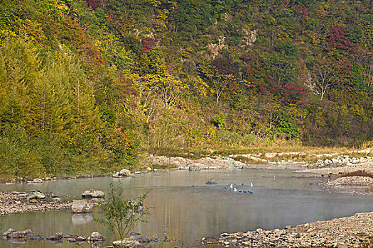 山坡,植被,自然,风光,本溪,湖里村,秋季,红叶,色彩,艳丽,云雾