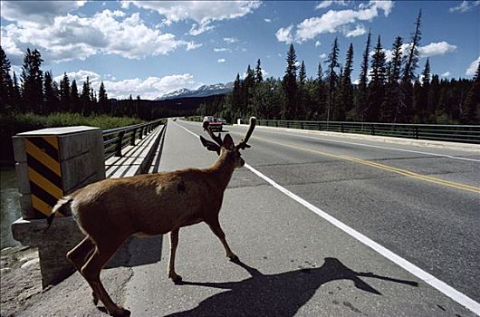 白尾鹿,道路,正面,移动,交通工具,班芙,公路,加拿大