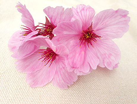 樱花花瓣单个图片