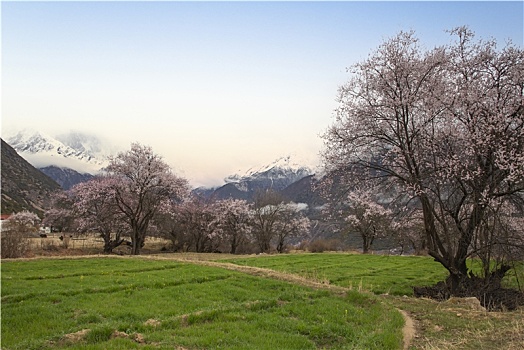 野桃花观赏圣地索松村