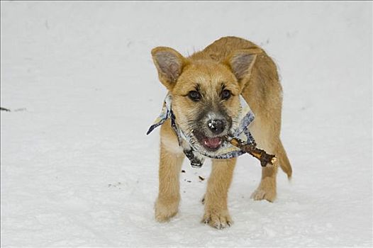 杂交狗,雪中