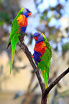 彩虹,吸蜜鹦鹉,一对,栖息,树,南澳大利亚州,澳大利亚,大洋洲