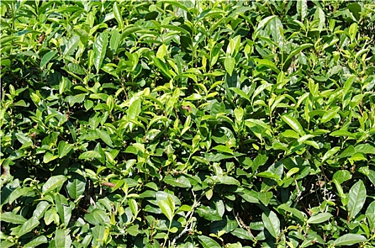 日本绿茶,农作物