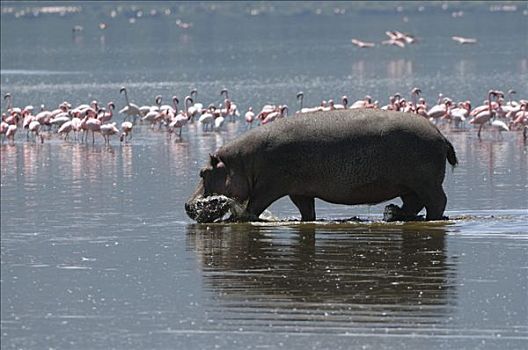 河马,纳库鲁湖,国家公园,肯尼亚,东非