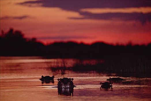 河马,群,河,日落,莫瑞米,野生动植物保护区,博茨瓦纳