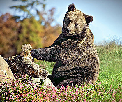 大,大灰熊,可爱,表情