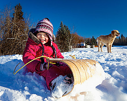 女孩,坐,雪橇,雪地,狗,背景,云杉,小树林,艾伯塔省,加拿大