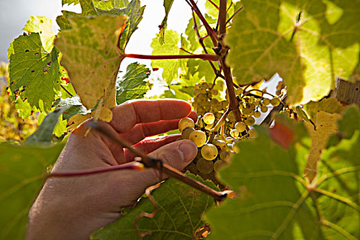 酿酒葡萄种植