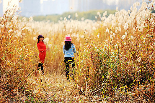 荻海芦花