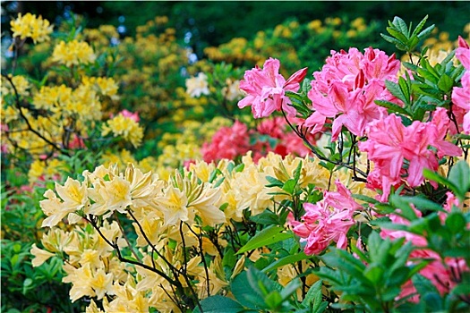 花,粉色,黄色,杜鹃属植物,杜鹃花