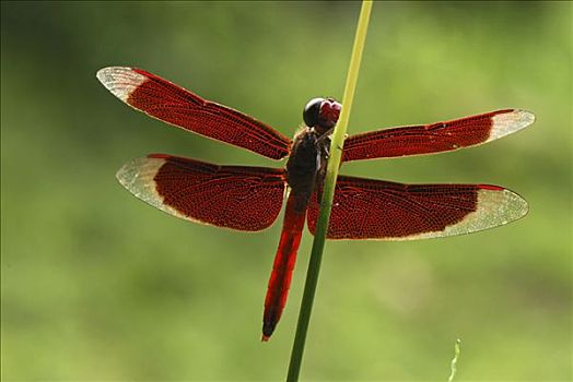 蜻蜓,丹浓谷保护区,婆罗洲,马来西亚