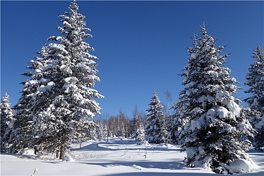 长白雪松